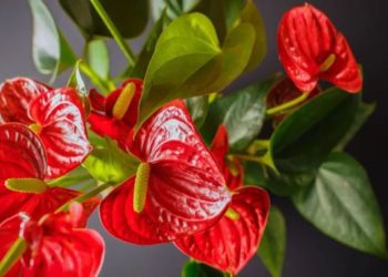 Anthurium Well-being: How to Keep Your Flamingo Plant Happy