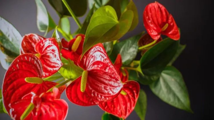 Anthurium Well-being: How to Keep Your Flamingo Plant Happy