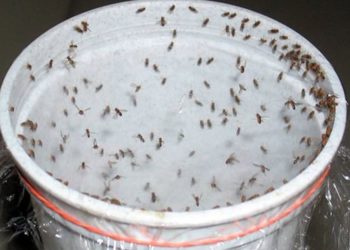 Get Rid of Cockroaches, Flies, and Mosquitoes in 1 Hour with This Effective Mixture!