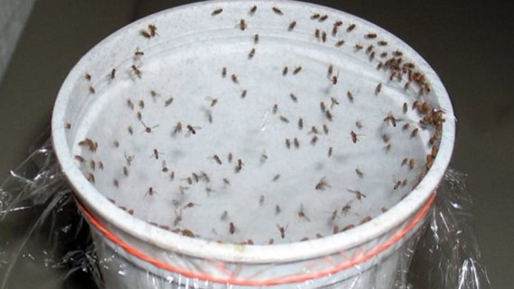 Get Rid of Cockroaches, Flies, and Mosquitoes in 1 Hour with This Effective Mixture!