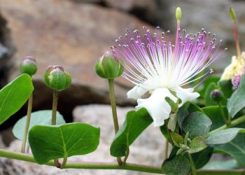 How to Propagate Capers