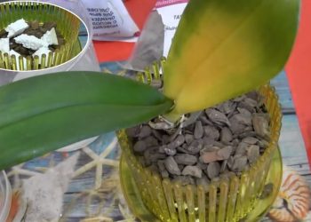 Rice is a Miracle for Orchids - How to Use It to Make Them Bloom Again