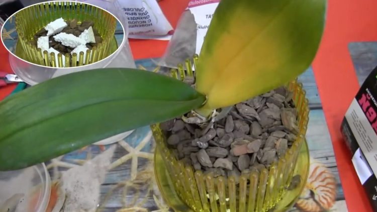 Rice is a Miracle for Orchids - How to Use It to Make Them Bloom Again