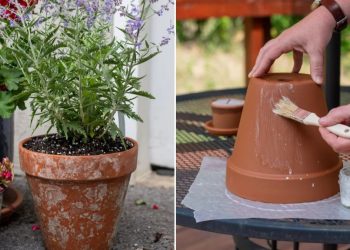 How to Make your Terracotta Pots Look New and Stain-Free