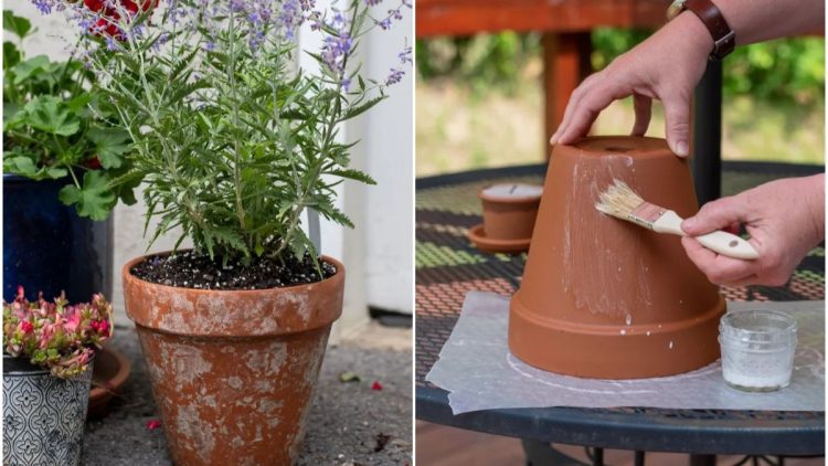 How to Make your Terracotta Pots Look New and Stain-Free