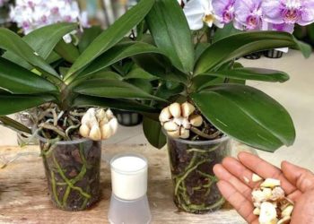 The Natural Secret to a Thriving Orchid: A Simple Watering Trick