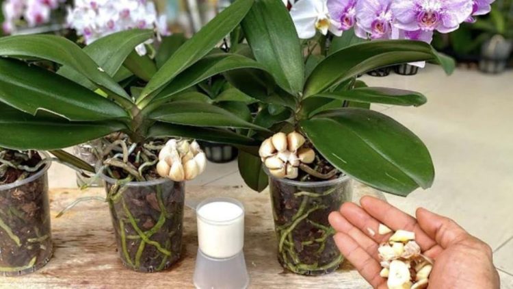 The Natural Secret to a Thriving Orchid: A Simple Watering Trick